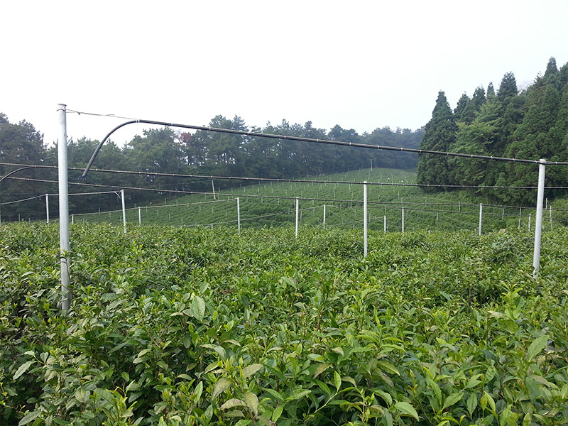 石门白云山示范基地