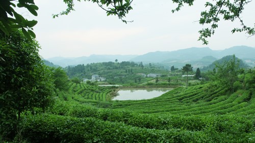 湘茶高科技产业园 职工食堂及超市承包经营服务招标公告